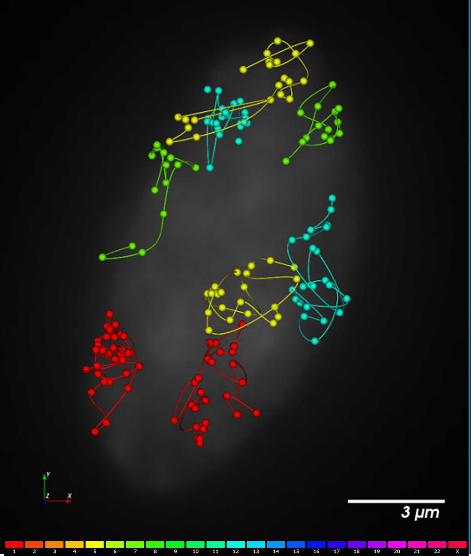 PaintScape-chromotrace-IMR90-cell4A-1-5-7-12 PaintScape-chromosome territories-IMR90-Ch-1-5-7-12