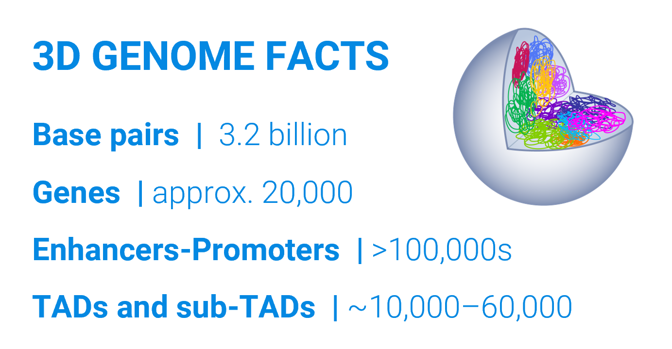 3Dgenome-facts 3D genome facts