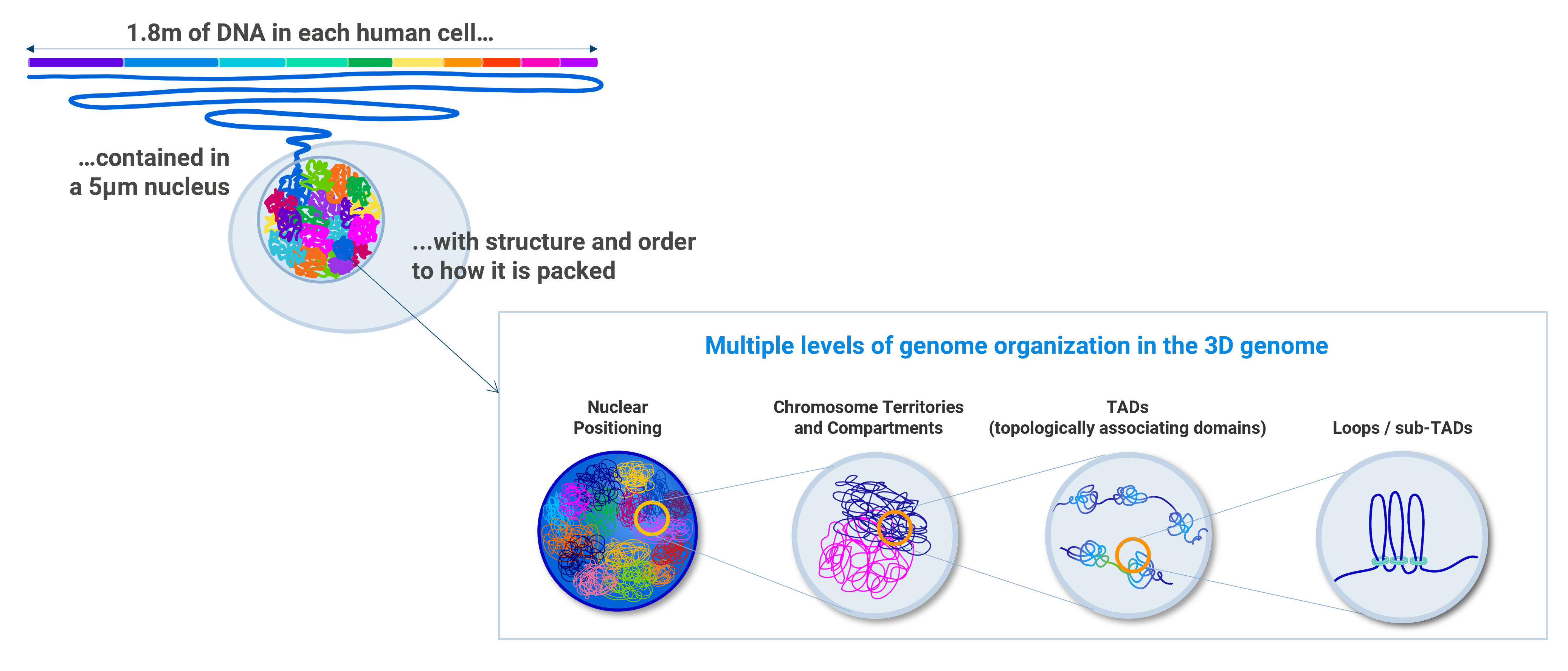3dgenome-organization-overview2B structure of the 3D genome matters - the hierarchical organization of the 3D genome