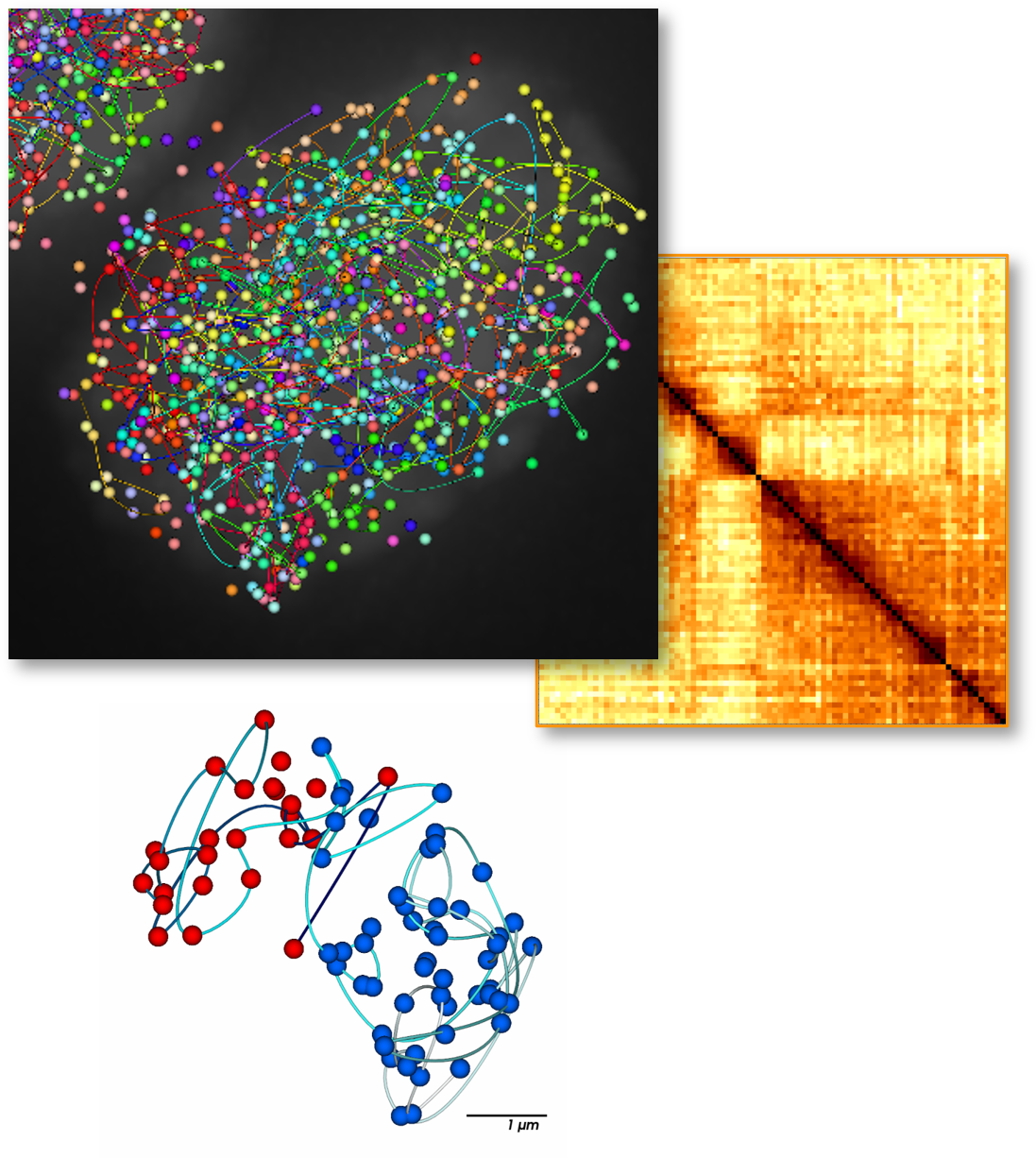 DATA-jebFISH-on-PaintScape-A-sq200 jebFISH chromosome tracing and data
