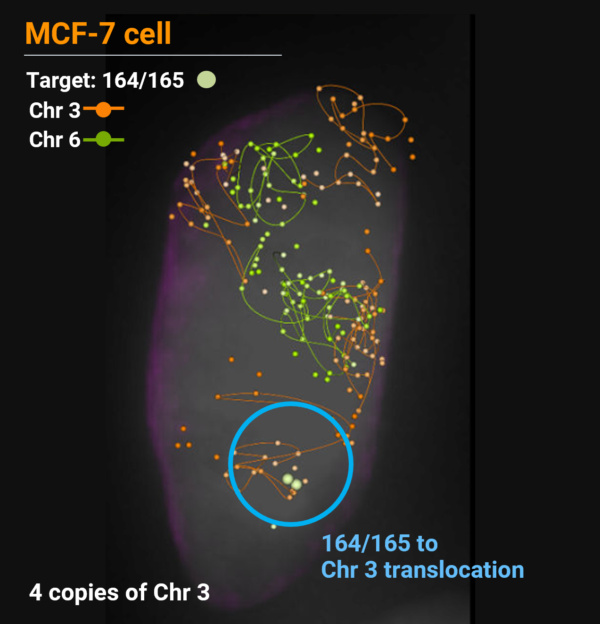 PaintScape-data-MCF7-ChromoPaint-transloctn-3-6 PaintScape data - MCF7 translocation of targets from Chr 6 to Chr 3