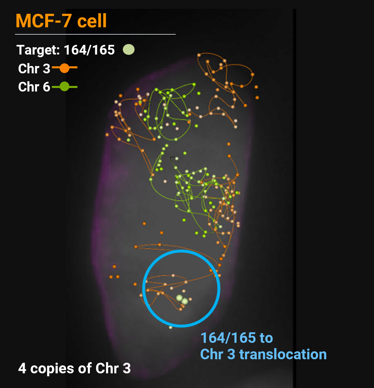 PaintScape-data-MCF7-ChromoPaint-transloctn-3-6 PaintScape data image from jebFISH on MCF7