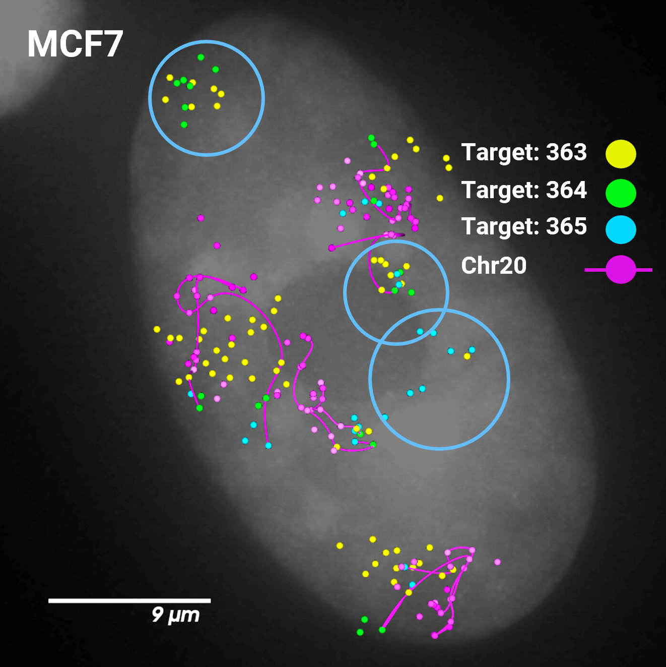 focal amplifications visualized with jebFISH on PaintScape