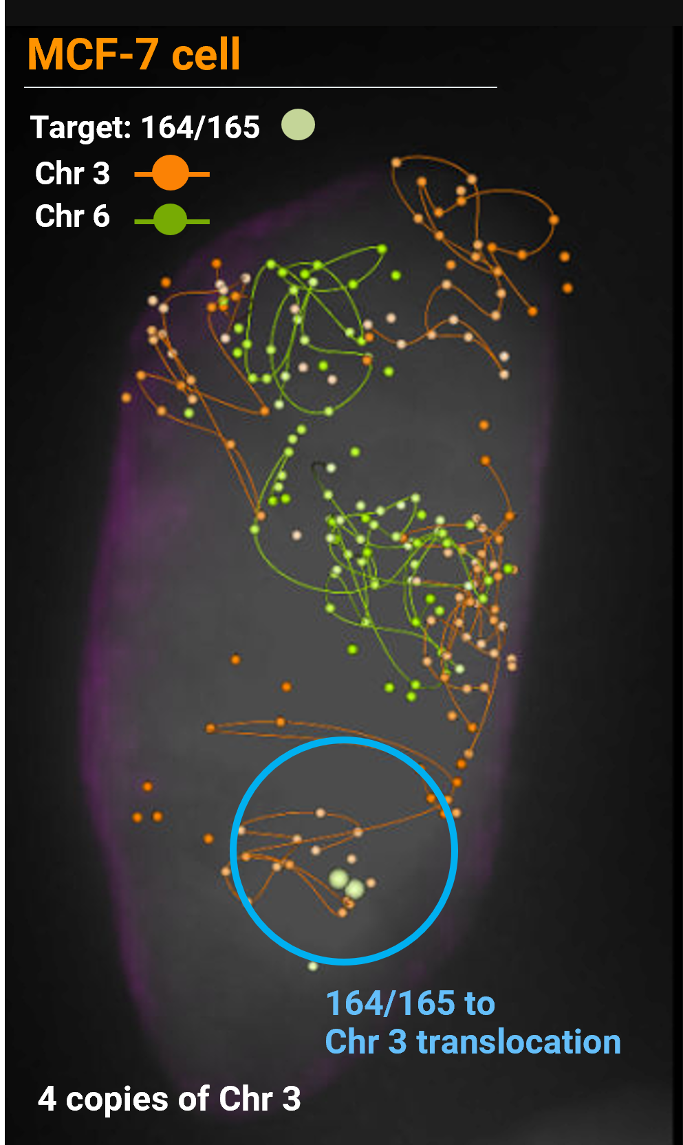 translocations on MCF7 visualized with jebFISH on PaintScape