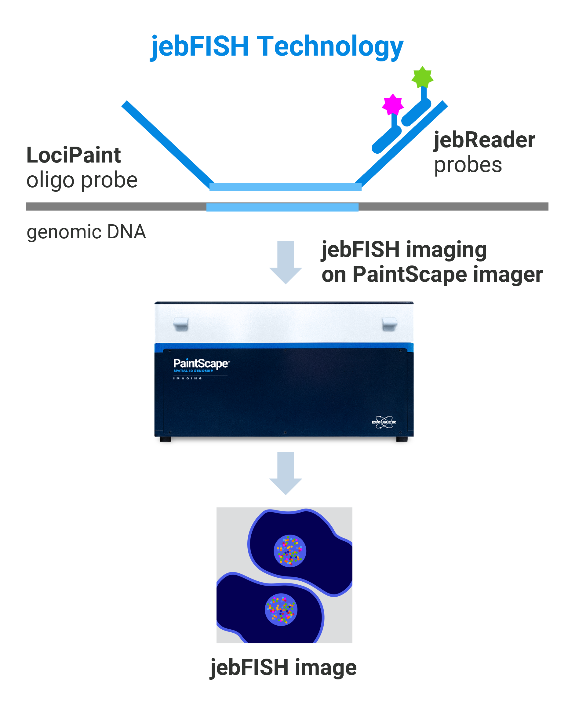 jebFISH-technologyA jebFISH technology