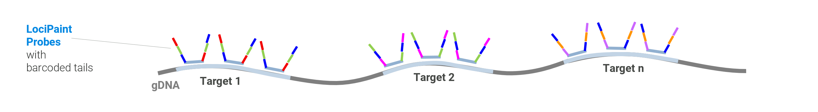 jebFISH-workflow-LociPaint-hybridization2A jebFISH workflow -- hybridization of genomic targets with LociPaint™ probes