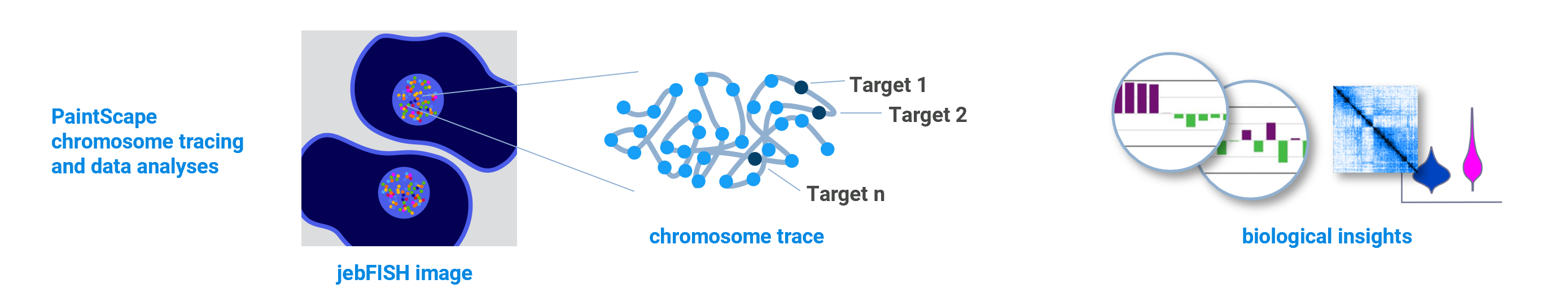jebFISH-workflow-data-biological-insights2A jebFISH workflow - data analysis and biological insights