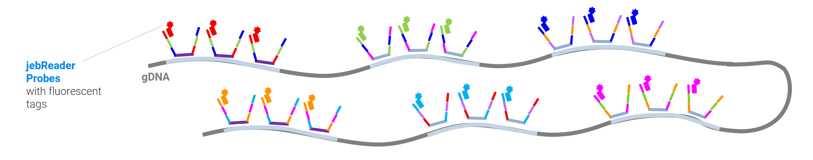jebFISH-workflow-readout-w-jebReaders2A jebFISH workflow - hybridization with fluorescent jebReader probes