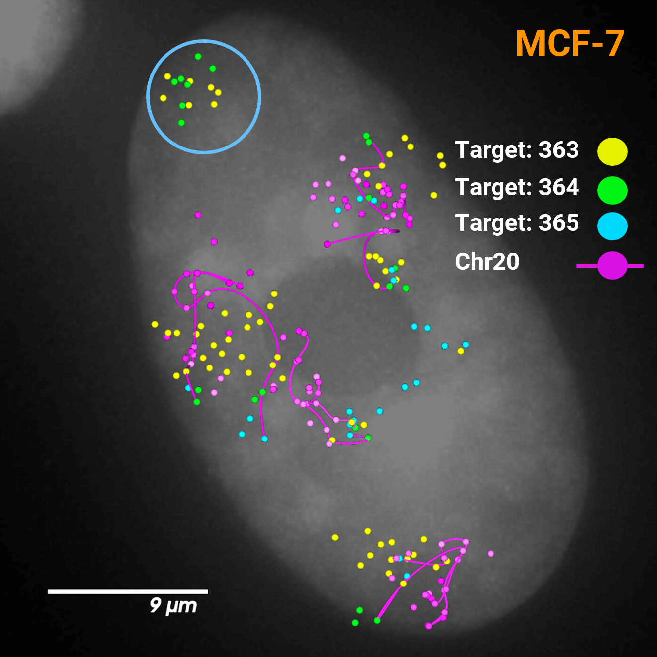PaintScape-data-MCF7-chromotrace-Chr20-ecDNA1 PaintScape chromotrace of Chr 20 in MCF7 cells revealed ecDNA formation