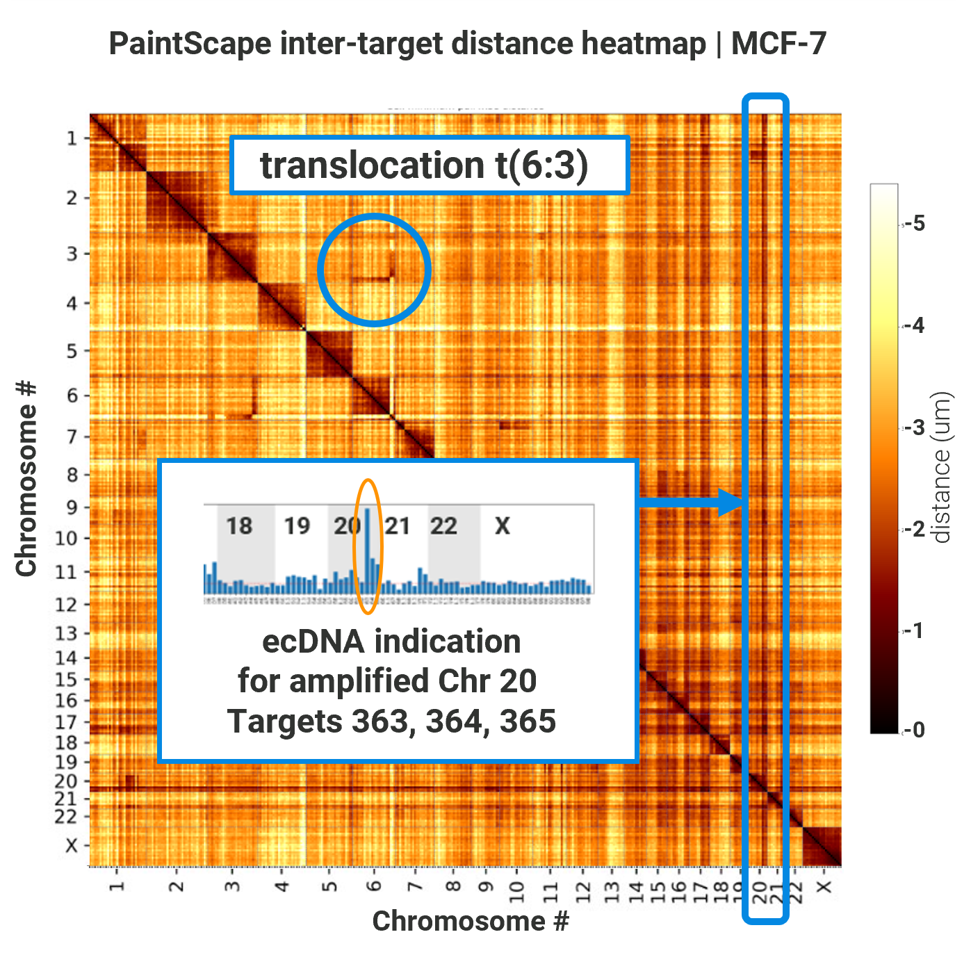 PaintScape-data-MCF7-distance-heatmap-A1-ecDNA-tranloc-SQ PaintScape-data-MCF7-distance-heatmap with ecDNA and tranlocation