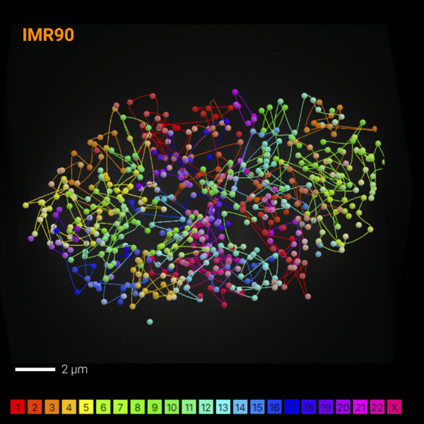 PaintScape-data-chromotrace-IMR90-ChromoPaint-MPX-cell14-sq PaintScape data - chromotrace of IMR90 with the ChromoPaint HuCL PanChromo MPX assay
