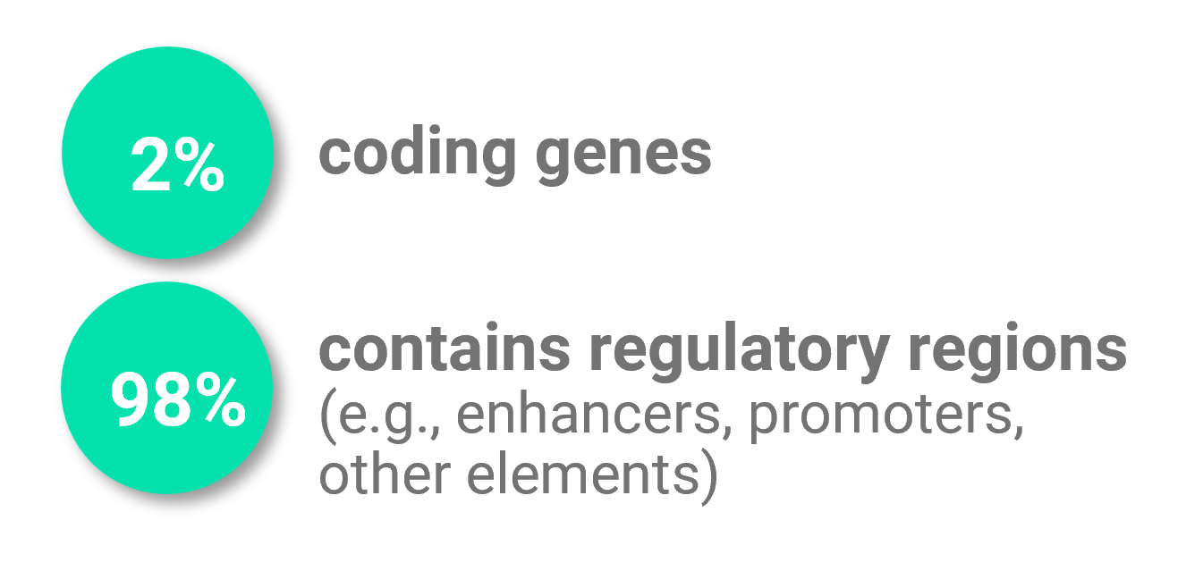 3dgenome-composition-wtext only 2 percent of the genome contains coding genes