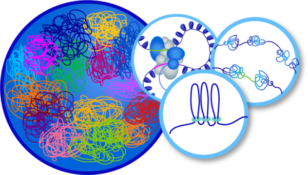 The 3D genome plays an important role in cell regulation and programming