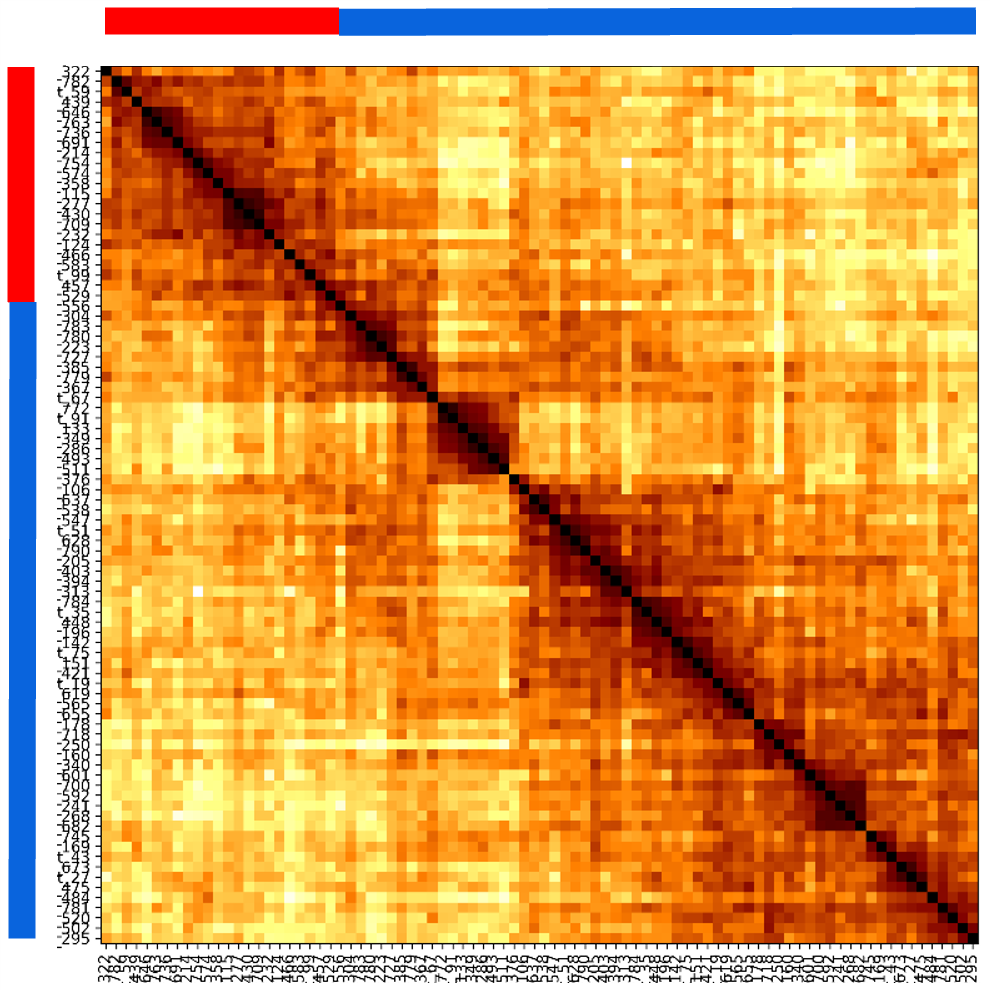 PaintScape-data-Chr11-distance-heatmap-0hr-SQ PaintScape-data-Chr11-distance-heatmap-0hr-hCMV-post-infxn