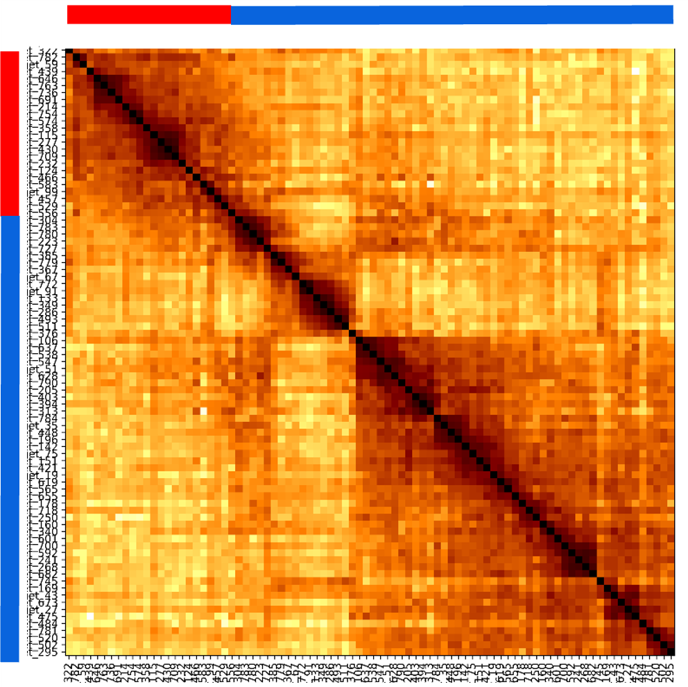 PaintScape-data-Chr11-distance-heatmap-24hr-SQ PaintScape-data-Chr11-distance-heatmap-24hr-hCMV-post-infxn