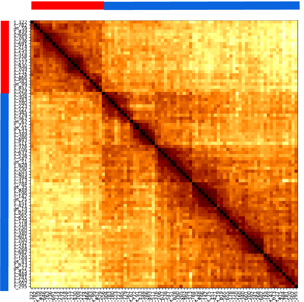 PaintScape-data-Chr11-distance-heatmap-72hr-SQ PaintScape-data-Chr11-distance-heatmap-72hr-hCMV-post-infxn