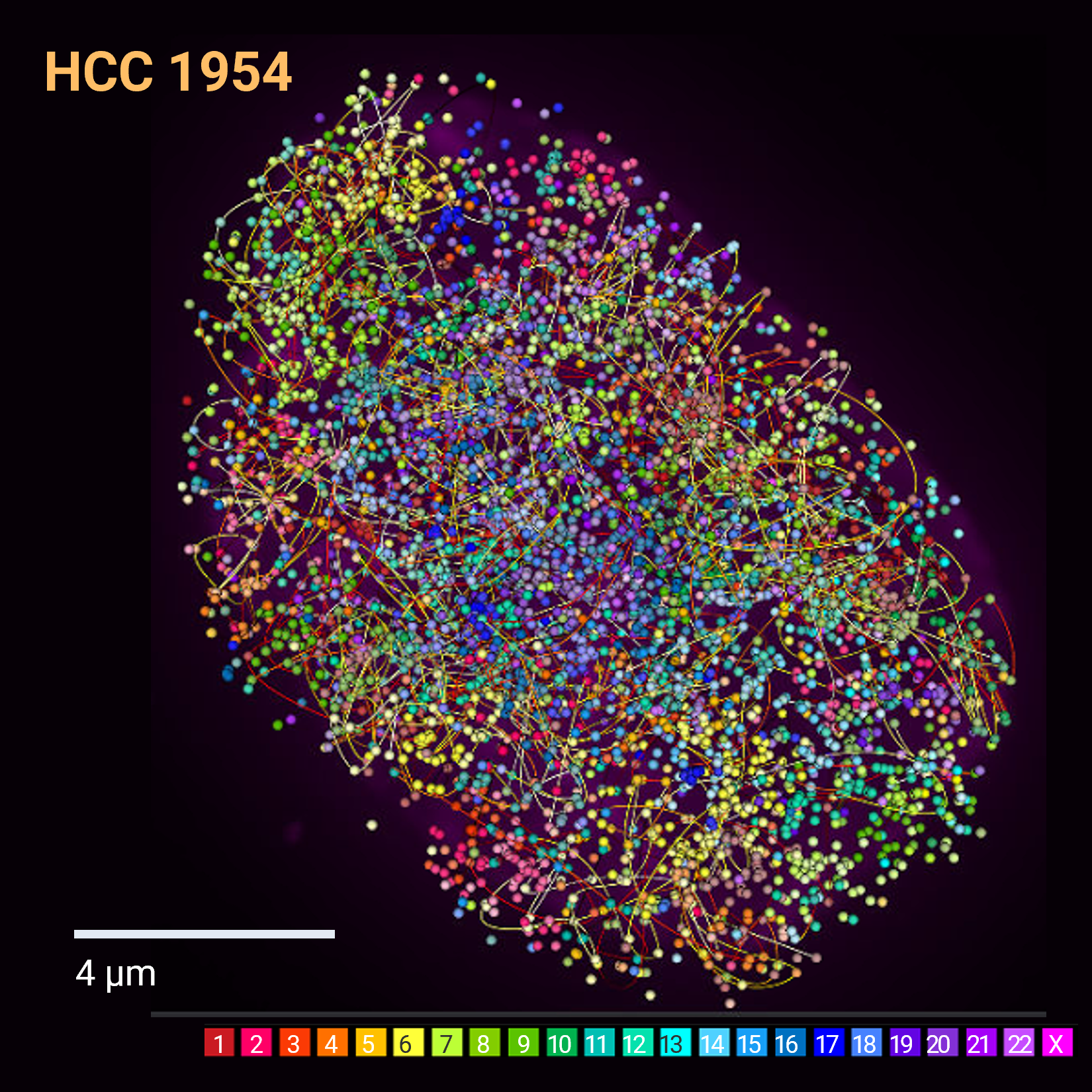 all chromosome view of PaintScape chromosome traces of HCC 1954