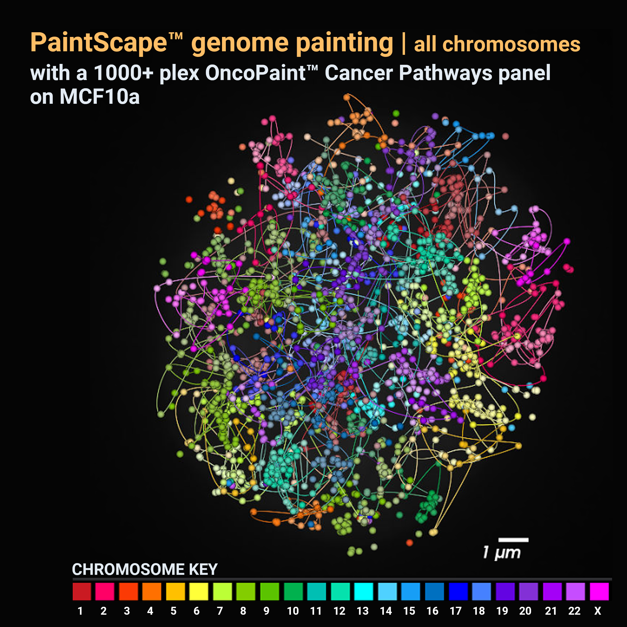 Simultaneous chromosome traces from a 1000+ plex PaintScape genome painting of MCF10a with the OncoPaint Cancer Pathways Kit 1